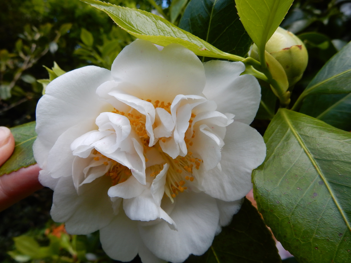 Scented Sun
